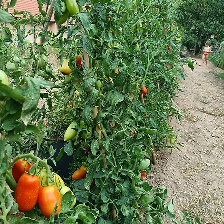 Al Beo Гостевой дом 3*