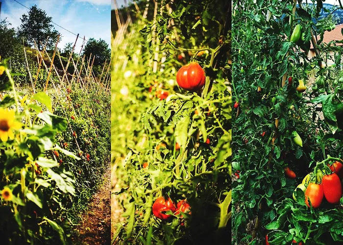 Al Beo פינאלה ליגורה